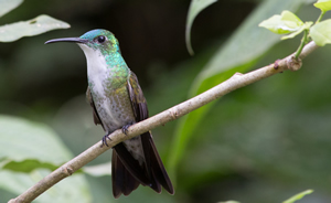 White Chested Emerald, Asa Wright Nature Center, Trinidad